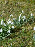 Šumava - sněženky - poslové jara