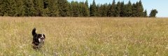 Šumava a náš Bernie - kvetoucí louka