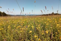Šumava - rozkvetlá louka