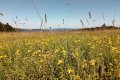 Šumava - rozkvetlá louka