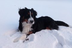 Ubytování Šumava - náš Bernie - pohoda ve sněhu