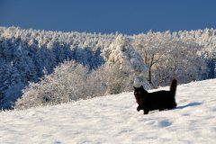 Ubytování Šumava - náš kocour Leo ve sněhu