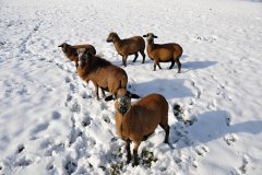Ubytování Šumava - pastvina pod sněhem