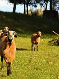 Ubytování Šumava - vůdčí alfa samec